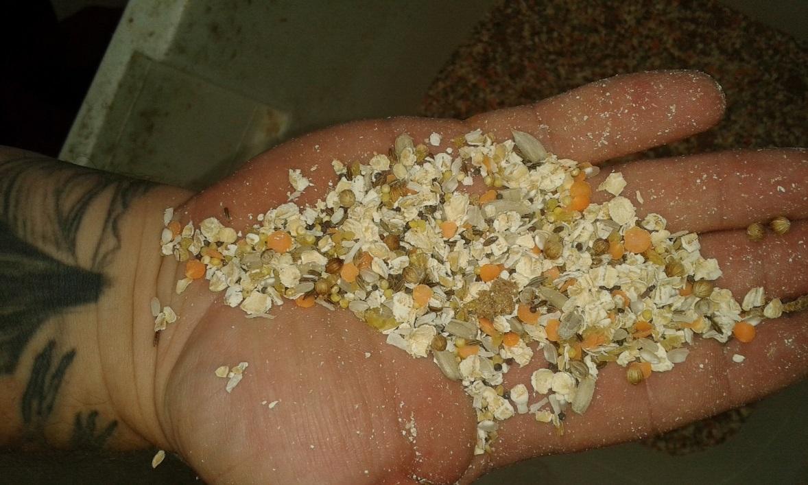 Forage mix in a technicians hand. There is a variety of seeds, lentils, wheat, rice etc.