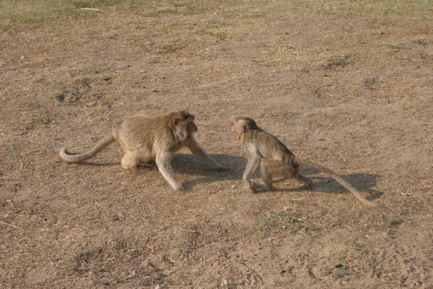 Two macaques crouching before an aggressive encounter. Both are maintaining eye contact.