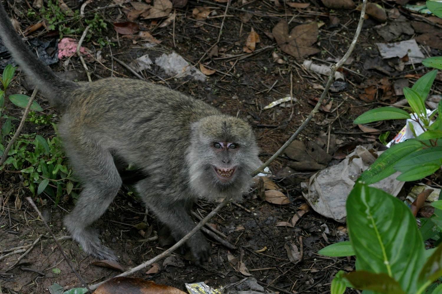 Cynomolgus macaque crouching, with bared teeth 
