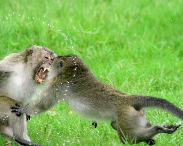 Flighting cynomolgus macaque males. One is lunging towards another while they display teeth