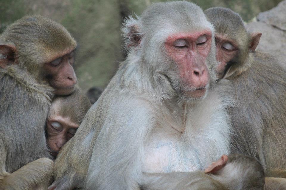 Rhesus macaques sleeping in close contact