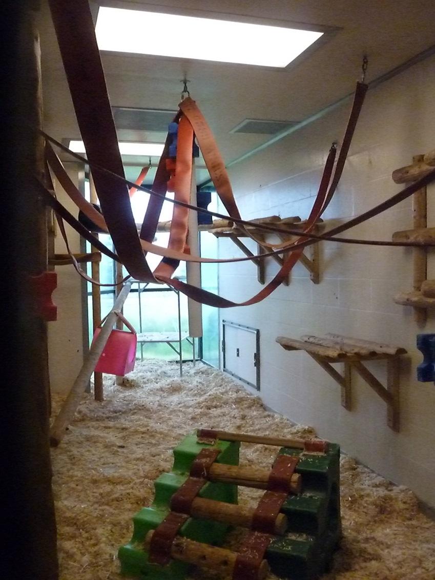 An example of an indoor enclosure with sawdust and bedding on the floor, lots of wooden structures and perches at different levels, and fire hose for swinging and climbing