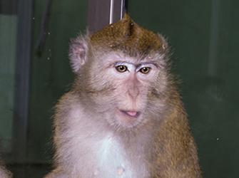 Macaque facial expression interpretation