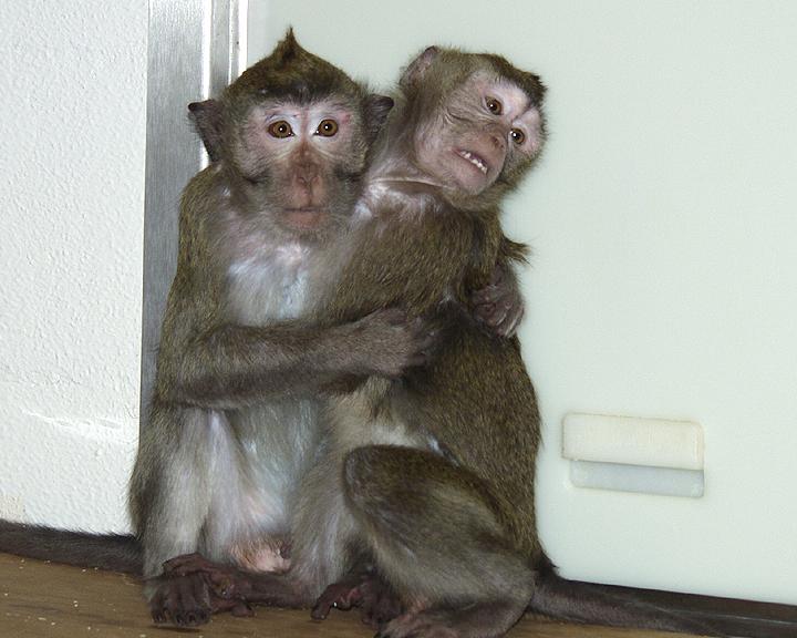 Cynomolgus macaque pair clinging to each other for comfort.