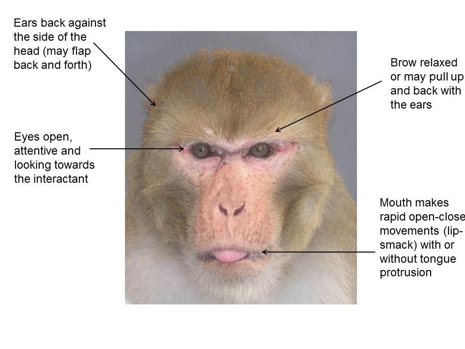 Signs of an affiliative expression:  Ears are back against the side of the head (may flap back and forth). Eyes are open, attentive and looking towards the interactant. Brow relaxed or may pull up and back with the ears. Mouth makes rapid open-close movements (lip-smack) with or without tongue protrusion.