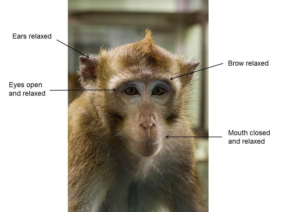 A macaque shows a neutral face, Ears relaxed. Eyes open and relaxed. Brow relaxed. Mouth is closed and relaxed.