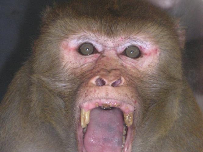 A macaque displaying an open mouth stare. Maintaining eye contact while opening the mouth wide