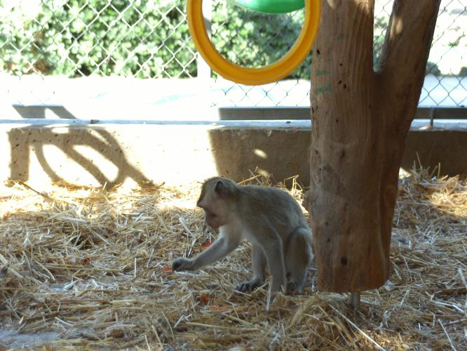 A cynomolgus macaque foraging in straw substrate