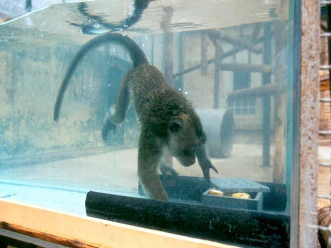 A cynomolgus macaque dives in a pool to retrieve submerged food