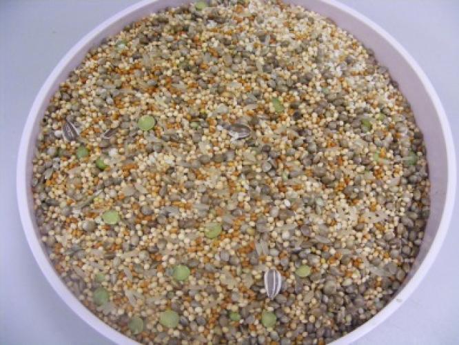 A bucket of forage mix containing various oats, lentils, and seeds