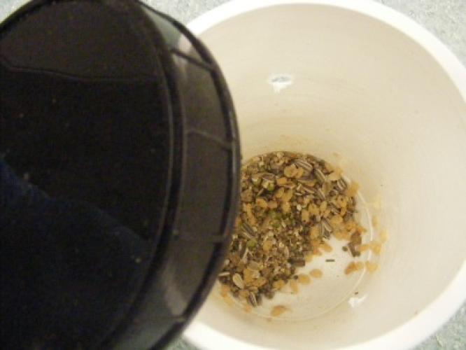 A bucket of forage mix containing various oats, lentils, and seeds
