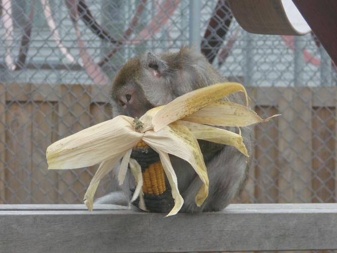 A cynomolgus macaque manipulating and eating whole sweetcorn