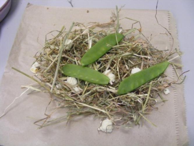Packet of forage containing sugarsnap peas, popcorn and hay wrapped in paper.jpg