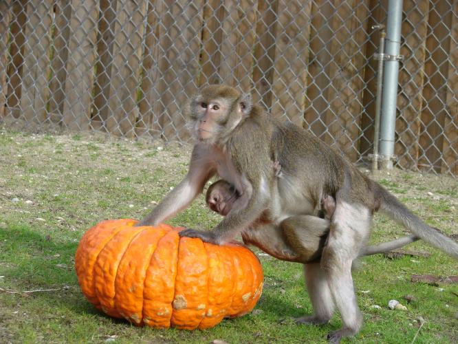 A cynomolgus macaque attempts to open a full pumpkin with her infant clinging to her
