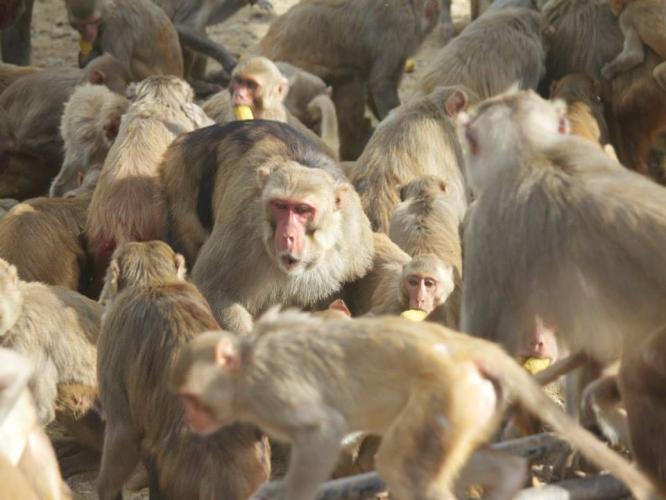 A group of macaques gather round and compete for a food source on Cayo Santiago