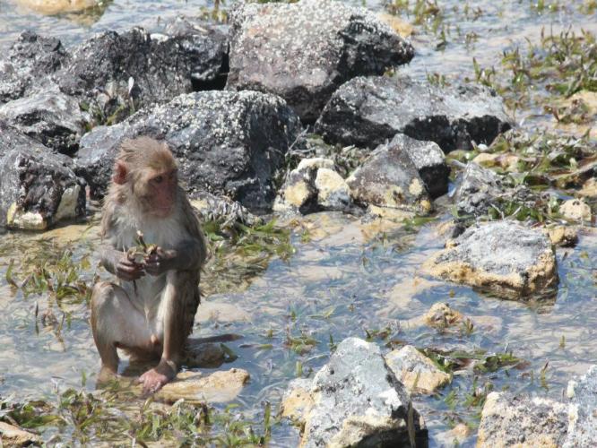 Juvenile rhesus macaque perches on a rock and feeds on fresh seaweed