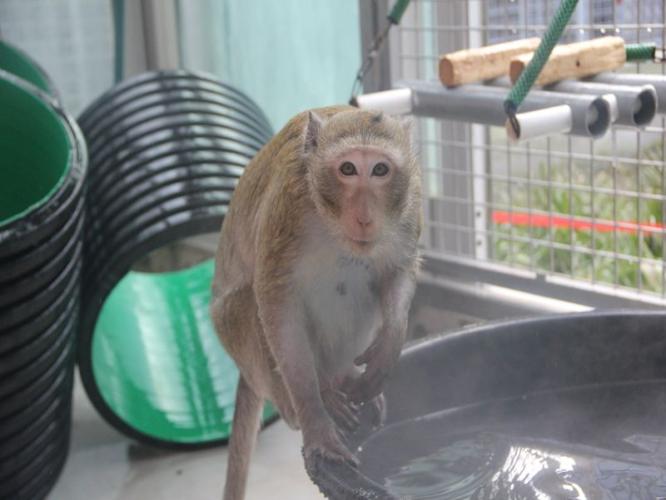 A cynomolgus macaque perches on a small swimming pool that can be easily transported between enclosures.