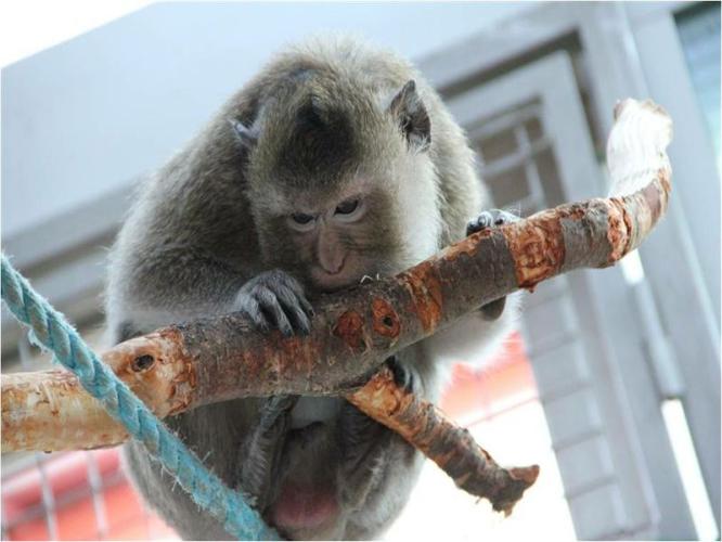 A macaque gnaws on a wooden branch that has been added to it's enclosure for stimulation