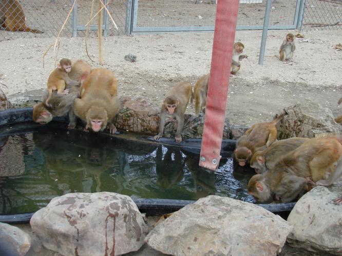 Rhesus macaque breeding group drinking from outdoor swimming pool