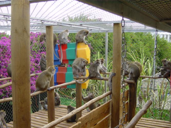 Socially housed cynomolgus macaques rest on wooden shelves in their outdoor enclosure