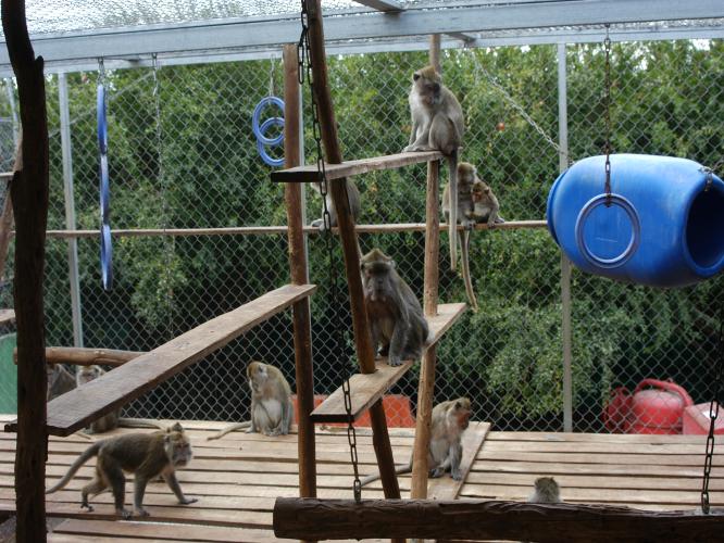 Socially housed cynomolgus macaques use climbing structures in their outdoor enclosure