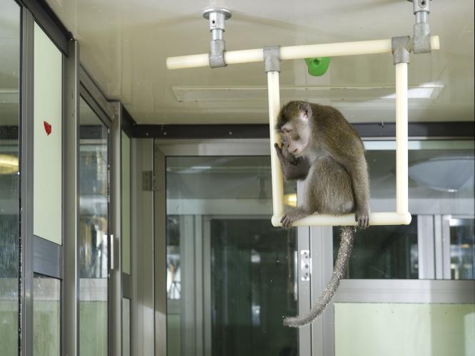 A cynomolgus macaque sits on a perch fixed to the enclosure ceiling makes use of the 3D space.