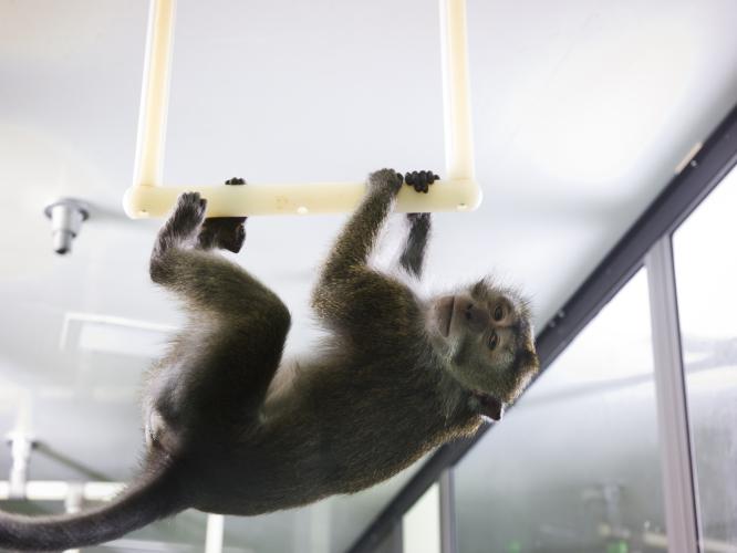 A cynomolgus macaque hangs upside down on a perch fixed to the enclosure ceiling makes use of the 3D space.
