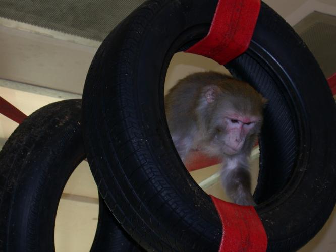 A rhesus macaque walking through suspended tyres in its enclosure. Suspended tyres provide additional resting areas and places to hide.