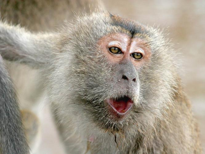 A cynomolgus macaque displays an open mouth stare