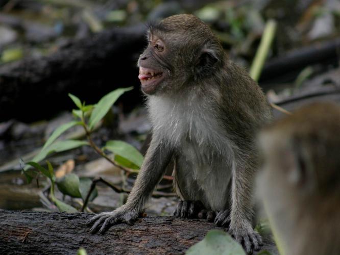 Bared teeth display with tongue protrusion in cynomolgus macaque
