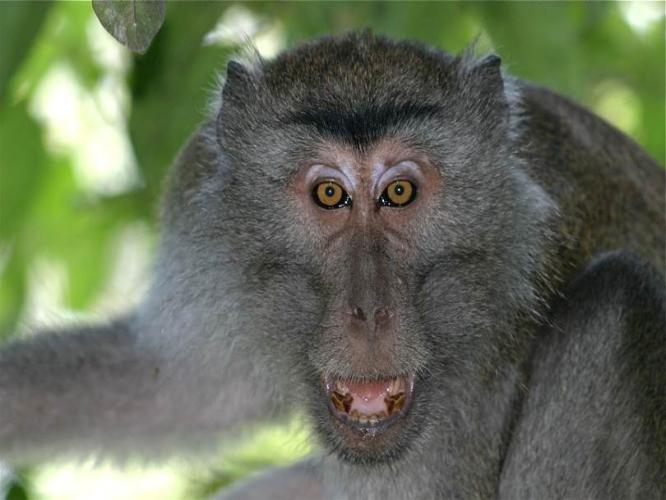 Cynomolgus macaque stares as a threat
