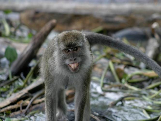A young cynomolgus macaque performs a bared teeth display