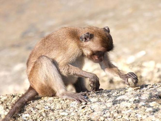 Cynomolgus macaque using stone tool to open oyster embedded on rock