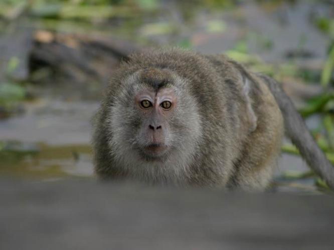 Piloerection in a cynomolgus macaque. Its coat has become fluffy.