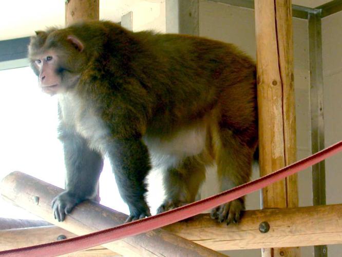 Piloerection in a male rhesus macaque